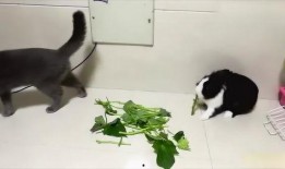 兔子只吃土瓜,兔子赖以生存的绿色食粮